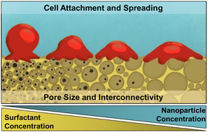Graphical abstract: Hydroxyapatite nanoparticle-modified porous bone grafts with improved cell attachment