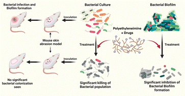 Graphical abstract: Structure–activity relationship of drug conjugated polymeric materials against uropathogenic bacteria colonization under in vitro and in vivo settings