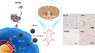 Graphical abstract: Enhanced in vivo antiviral activity against pseudorabies virus through transforming gallic acid into graphene quantum dots with stimulation of interferon-related immune responses