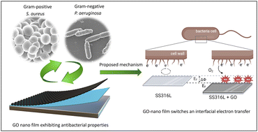 Graphical abstract: Revealing bactericidal events on graphene oxide nano films deposited on metal implant surfaces