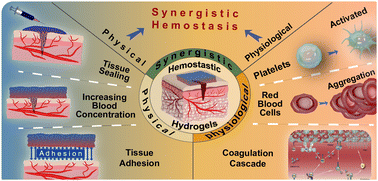 Graphical abstract: Functional hemostatic hydrogels: design based on procoagulant principles