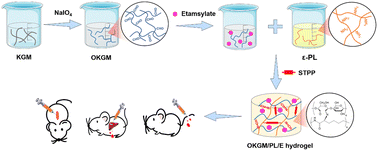 Graphical abstract: Etamsylate loaded oxidized Konjac glucomannan-ε-polylysine injectable hydrogels for rapid hemostasis and wound healing