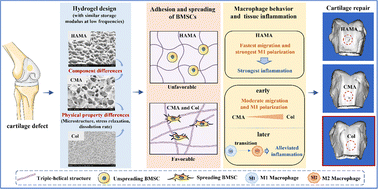 Graphical abstract: Components and physical properties of hydrogels modulate inflammatory response and cartilage repair