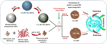 Graphical abstract: Physicochemical, electrochemical, and biological characterization of field assisted gold nanocluster-coated barium titanate nanoparticles for biomedical applications