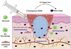 Graphical abstract: Biocatalytic nitric oxide generating hydrogels with enhanced anti-inflammatory, cell migration, and angiogenic capabilities for wound healing applications