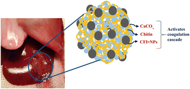 Graphical abstract: Development of an efficient hemostatic material based on cuttlefish ink nanoparticles loaded in cuttlebone biocomposite