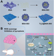 Graphical abstract: Simultaneous antioxidant and neuroprotective effects of two-dimensional (2D) MXene-loaded isoquercetin for ischemic stroke treatment