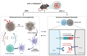Graphical abstract: Engineered elastin-like polypeptide-based hydrogel delivering chemotherapeutics and PD-L1 antibodies for potentiated cancer immunotherapy