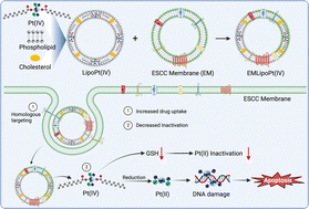 Graphical abstract: Cancer cell membrane fused liposomal platinum(iv) prodrugs overcome cisplatin resistance in esophageal squamous cell carcinoma chemotherapy