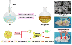 Graphical abstract: Facile one-pot synthesis of flower-like ellagic acid microparticles incorporating anti-microbial peptides for enhanced wound healing