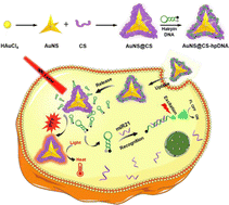 Graphical abstract: Chitosan functionalized gold nanostars as a theranostic platform for intracellular microRNA detection and photothermal therapy