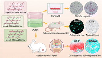 Graphical abstract: Photo-crosslinked integrated triphasic scaffolds with gradient composition and strength for osteochondral regeneration