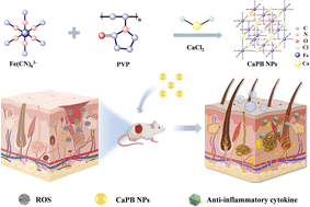 Graphical abstract: Ultrasmall calcium-enriched Prussian blue nanozymes promote chronic wound healing by remodeling the wound microenvironment