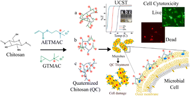 Graphical abstract: Dual functional quaternary chitosans with thermoresponsive behavior: structure–activity relationships in antibacterial activity and biocompatibility