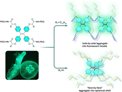 Graphical abstract: Jellyfish-inspired smart tetraphenylethene lipids with unique AIE fluorescence, thermal response, and cell membrane interaction