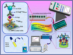 Graphical abstract: Bio-conjugated carbon dots for the bimodal detection of prostate cancer biomarkers via sandwich fluorescence and electrochemical immunoassays