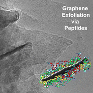 Graphical abstract: Graphene exfoliation using multidomain peptides