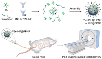 Graphical abstract: Rectal delivery of 89Zr-labeled infliximab-loaded nanoparticles enables PET imaging-guided localized therapy of inflammatory bowel disease