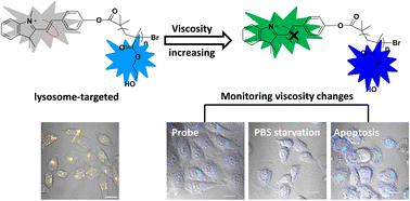 Graphical abstract: Construction of a polymer-based fluorescent probe with dual responsive sites for monitoring changes of lysosomal viscosity