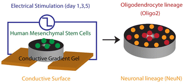 Graphical abstract: Conductive gradient hydrogels allow spatial control of adult stem cell fate
