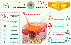 Graphical abstract: Antibacterial, antioxidant and injectable hydrogels constructed using CuS and curcumin co-loaded micelles for NIR-enhanced infected wound healing