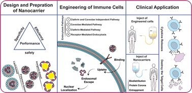 Graphical abstract: Nanocarrier-based gene delivery for immune cell engineering