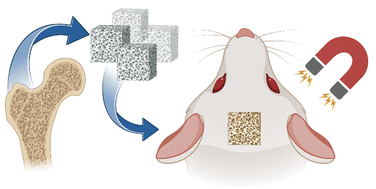 Graphical abstract: Static magnetic field enhances the bone remodelling capacity of human demineralized bone matrix in a rat animal model of cranial bone defects