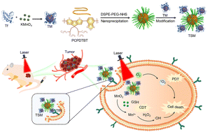 Graphical abstract: Tumor-targeting polymer nanohybrids with amplified ROS generation for combined photodynamic and chemodynamic therapy