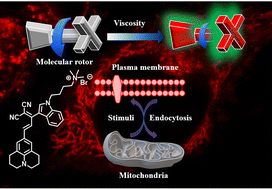 Graphical abstract: Dual role far red fluorescent molecular rotor for decoding the plasma membrane and mitochondrial viscosity