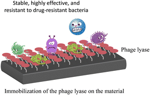Graphical abstract: Review on sterilization techniques, and the application potential of phage lyase and lyase immobilization in fighting drug-resistant bacteria