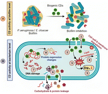 Graphical abstract: Biogenic carbon dots: a novel mechanistic approach to combat multidrug-resistant critical pathogens on the global priority list