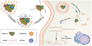 Graphical abstract: Ribonuclease A–polymer conjugates via in situ growth for cancer treatment