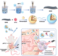 Graphical abstract: β-Glycosidase sensitive oral nanoparticles for combined photothermal and chemo treatment of colorectal cancer