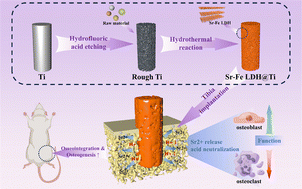 Graphical abstract: Effect of the Sr–Fe layered double hydroxide coating based on the microenvironment response on implant osseointegration in osteoporotic rats