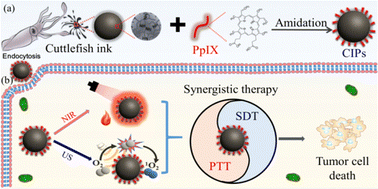Graphical abstract: From biomaterials to biotherapy: cuttlefish ink with protoporphyrin IX nanoconjugates for synergistic sonodynamic-photothermal therapy