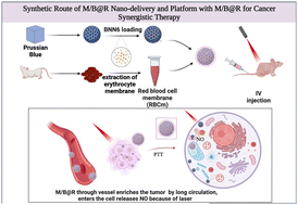 Graphical abstract: Red cell membrane-coating Prussian blue for combined photothermal and NO gas therapy for nasopharyngeal carcinoma