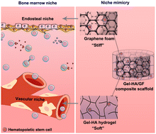 Graphical abstract: Bone marrow-inspired hydrogel/graphene composite scaffolds to support in vitro expansion of hematopoietic stem cells