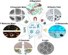 Graphical abstract: Enzymatic micro/nanomotors in biomedicine: from single motors to swarms