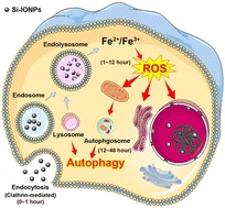 Graphical abstract: Insights into the time-course cellular effects triggered by iron oxide nanoparticles by combining proteomics with the traditional pharmacology strategy