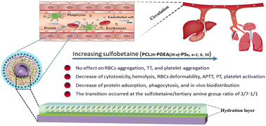 Graphical abstract: Effect of zwitterionic sulfobetaine incorporation on blood behaviours, phagocytosis, and in vivo biodistribution of pH-responsive micelles with positive charges