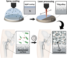Graphical abstract: Laser-assisted surface alloying of titanium with silver to enhance antibacterial and bone-cell mineralization properties of orthopedic implants