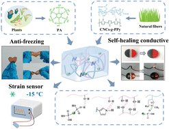 Graphical abstract: Fabrication of anti-freezing and self-healing nanocomposite hydrogels based on phytic acid and cellulose nanocrystals for high strain sensing applications