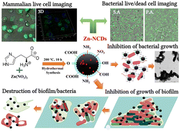 Graphical abstract: Preventing biofilm formation and eradicating pathogenic bacteria by Zn doped histidine derived carbon quantum dots