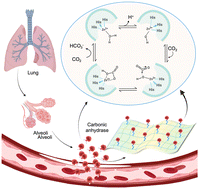 Graphical abstract: Immobilization of carbonic anhydrase on modified PES membranes for artificial lungs