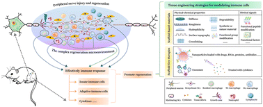 Graphical abstract: Immune-cell-mediated tissue engineering strategies for peripheral nerve injury and regeneration