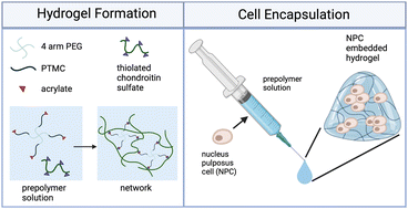 Graphical abstract: In situ forming, mechanically resilient hydrogels prepared from 4a-[PEG-b-PTMC-Ac] and thiolated chondroitin sulfate for nucleus pulposus cell delivery