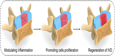 Graphical abstract: The current status and development trend of hydrogel application in spinal surgery