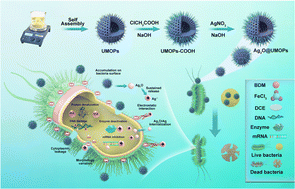 Graphical abstract: Silver oxide decorated urchin-like microporous organic polymer composites as versatile antibacterial organic coating materials