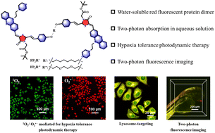 Graphical abstract: Water-soluble red fluorescent protein dimers for hypoxic two-photon photodynamic therapy