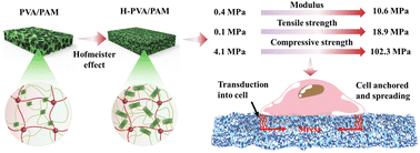 Graphical abstract: Strong, tough, and elastic poly(vinyl alcohol)/polyacrylamide DN hydrogels based on the Hofmeister effect for articular cartilage replacement